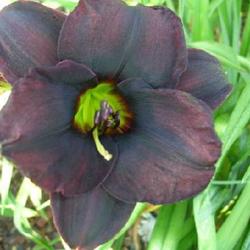 Location: Melvindale, Mi. 48122
Date: Mid season 2009
One of the blackest daylilies out there.