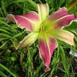Location: Melvindale, Mi. 48122
Date: Mid to late season 2011
Very nice plant!!!
