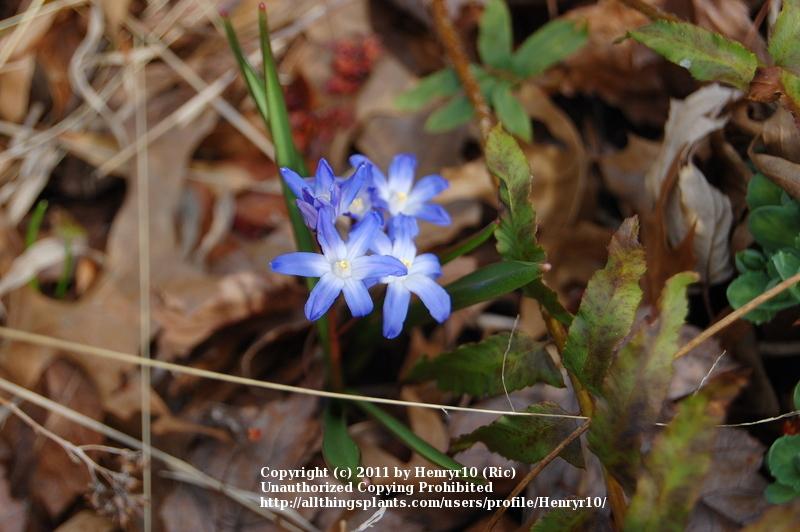 Photo of Glory Of The Snow (Scilla luciliae) uploaded by Henryr10