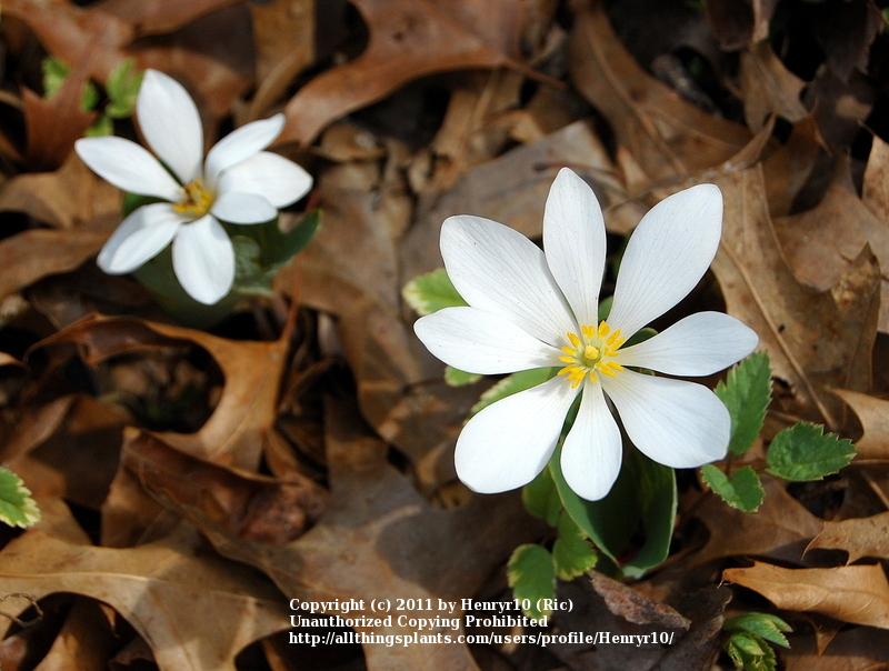 Photo of Bloodroot (Sanguinaria canadensis) uploaded by Henryr10