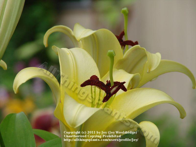 Photo of Lily (Lilium 'Yelloween') uploaded by Joy
