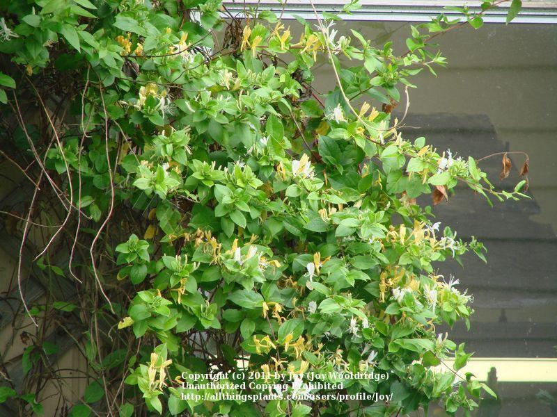 Photo of Japanese Honeysuckle (Lonicera japonica 'Hall's Prolific') uploaded by Joy