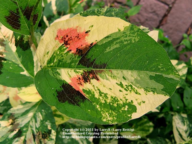 Photo of Variegated Knotweed (Persicaria virginiana 'Painter's Palette') uploaded by LarryR