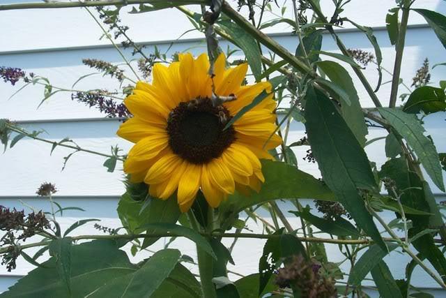 Photo of Sunflowers (Helianthus annuus) uploaded by Newyorkrita