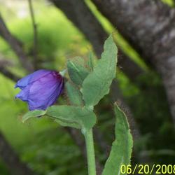 Location: Seward Alaska
Date: June 2008
Himalayan Poppy