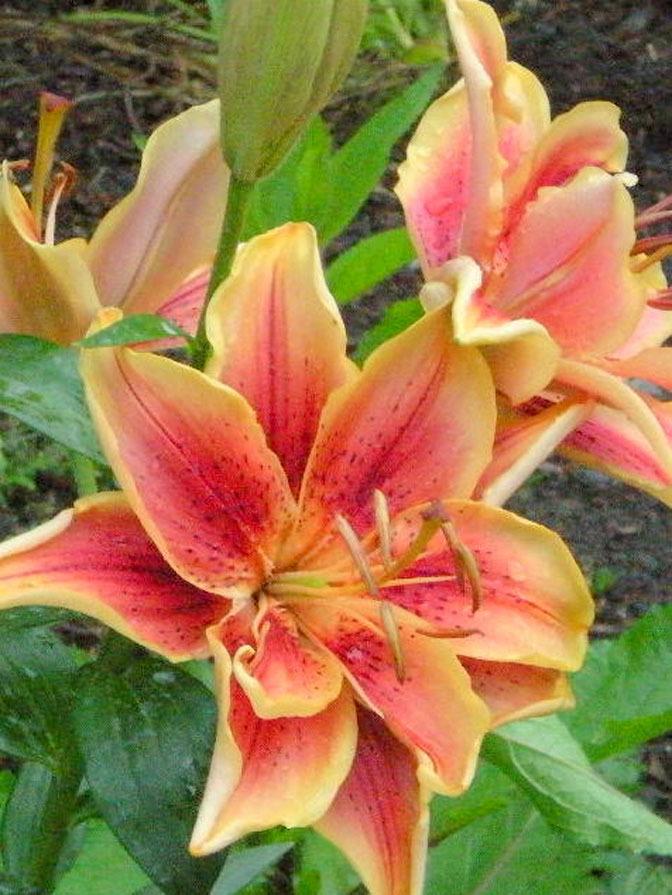 Photo of Lily (Lilium 'First Crown') uploaded by ge1836