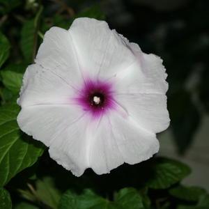 Perennial morning glory, forms a tuber. Mine took 3 years to bloo