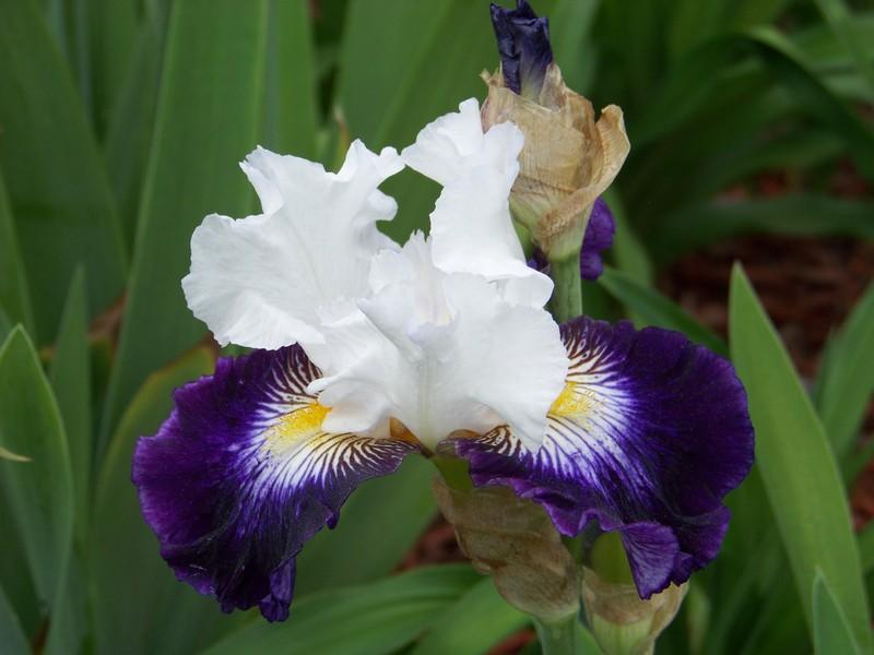 Photo of Tall Bearded Iris (Iris 'Dancing Star') uploaded by mattsmom