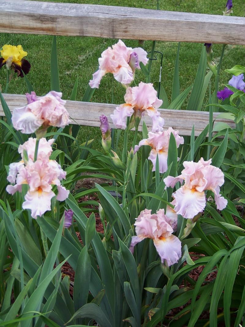 Photo of Tall Bearded Iris (Iris 'Jennifer Rebecca') uploaded by mattsmom