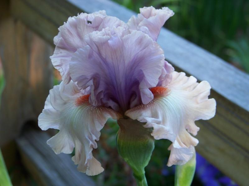 Photo of Tall Bearded Iris (Iris 'Bewitchment') uploaded by mattsmom