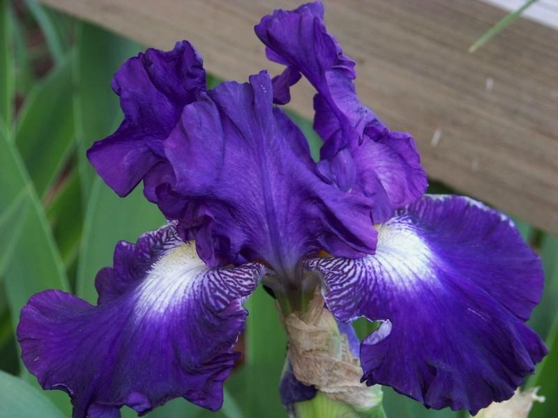 Photo of Tall Bearded Iris (Iris 'Spot Starter') uploaded by mattsmom