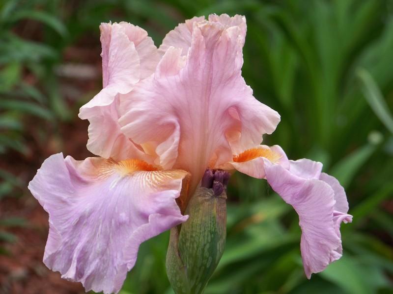 Photo of Tall Bearded Iris (Iris 'Jennifer Rebecca') uploaded by mattsmom