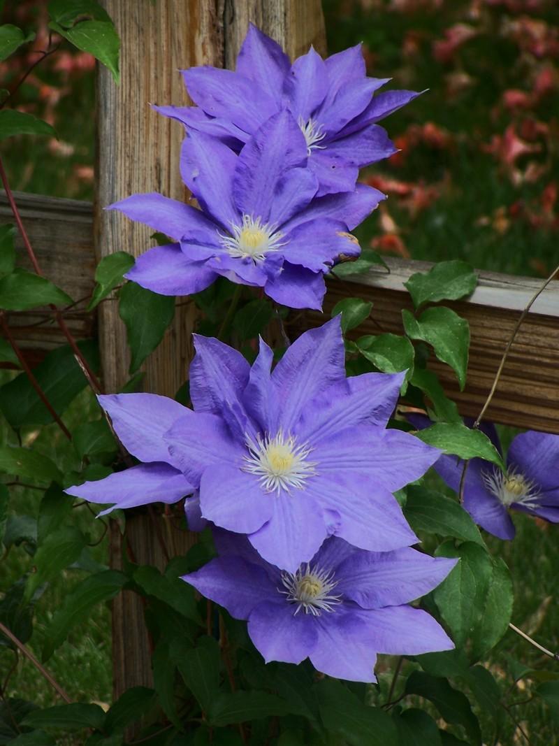Photo of Clematis 'H.F. Young' uploaded by mattsmom