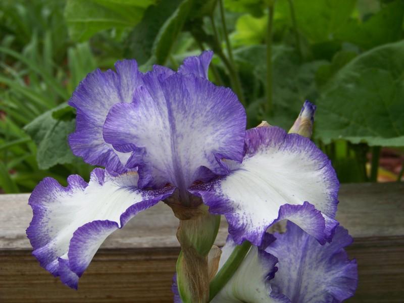 Photo of Tall Bearded Iris (Iris 'Classic Look') uploaded by mattsmom