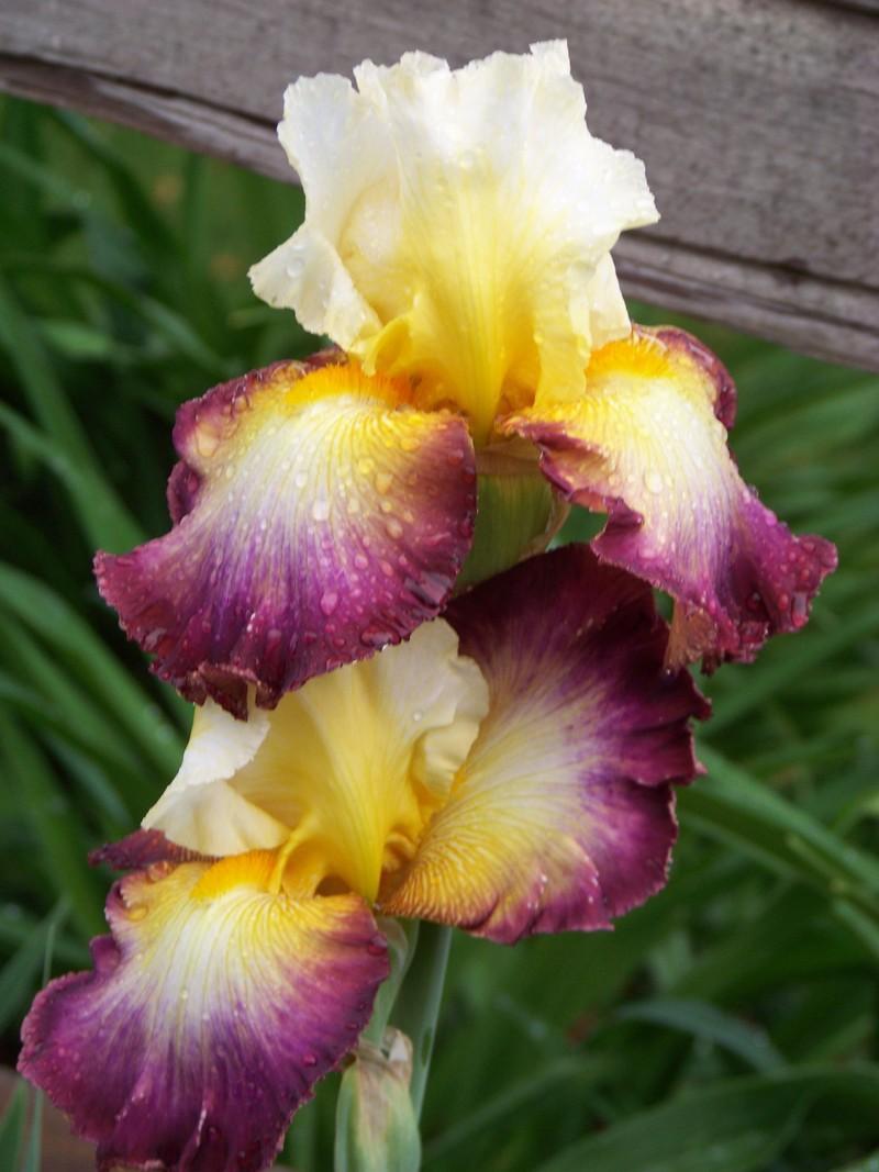 Photo of Tall Bearded Iris (Iris 'Starship Enterprise') uploaded by mattsmom
