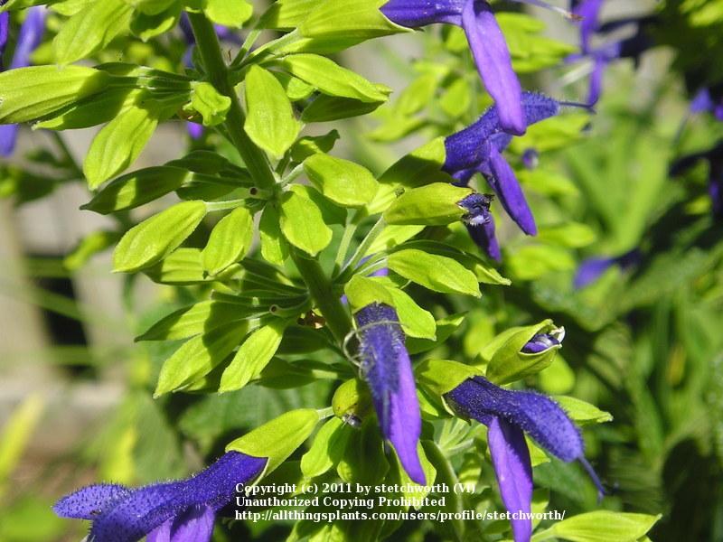 Photo of Mexican Sage (Salvia mexicana 'Limelight') uploaded by stetchworth