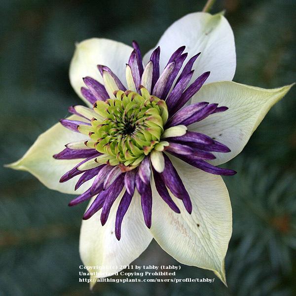 Photo of Clematis Viennetta™ uploaded by tabby