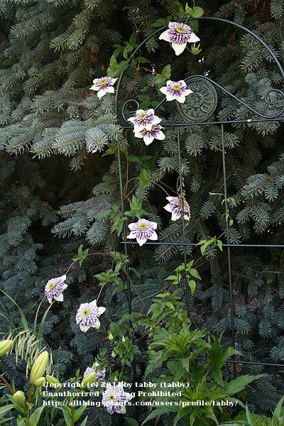 Photo of Clematis Viennetta™ uploaded by tabby