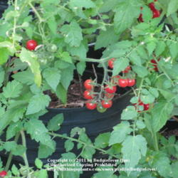 
Date: 2010-11-28
Solanum pimpinellifolium