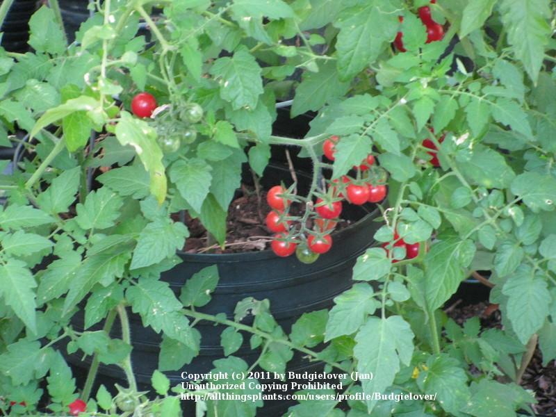 Photo of Tomatoes (Solanum lycopersicum) uploaded by Budgielover