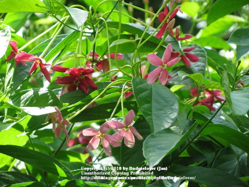 Photo of Rangoon Creeper (Combretum indicum) uploaded by Budgielover