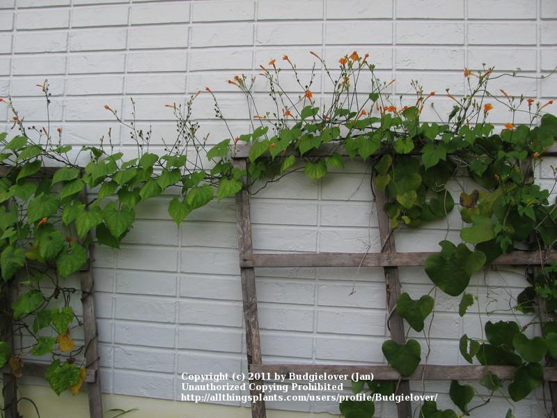 Photo of Morning Glory (Ipomoea hederifolia 'Aurantia') uploaded by Budgielover