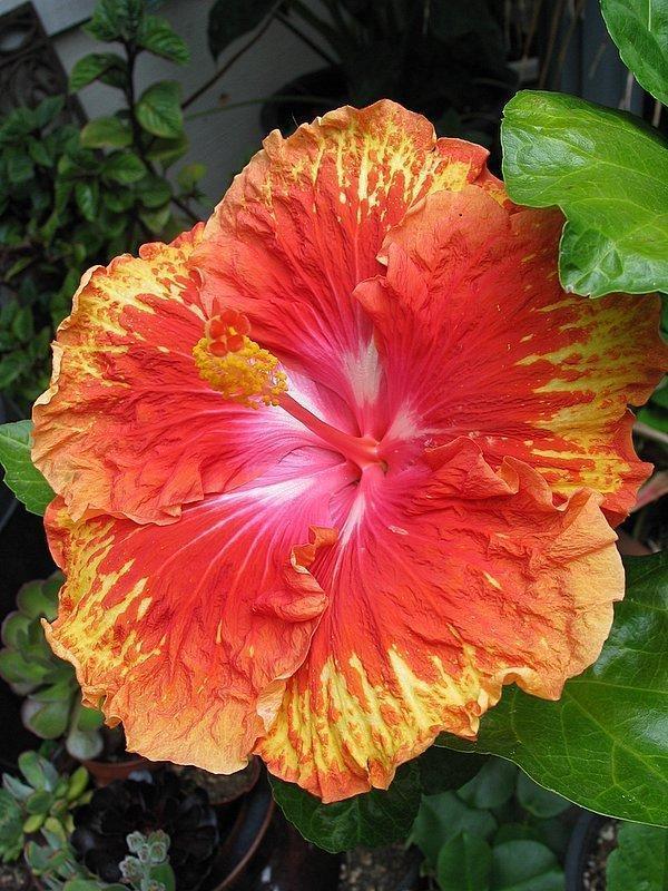 Photo of Tropical Hibiscus (Hibiscus rosa-sinensis 'Sun Showers') uploaded by Calif_Sue