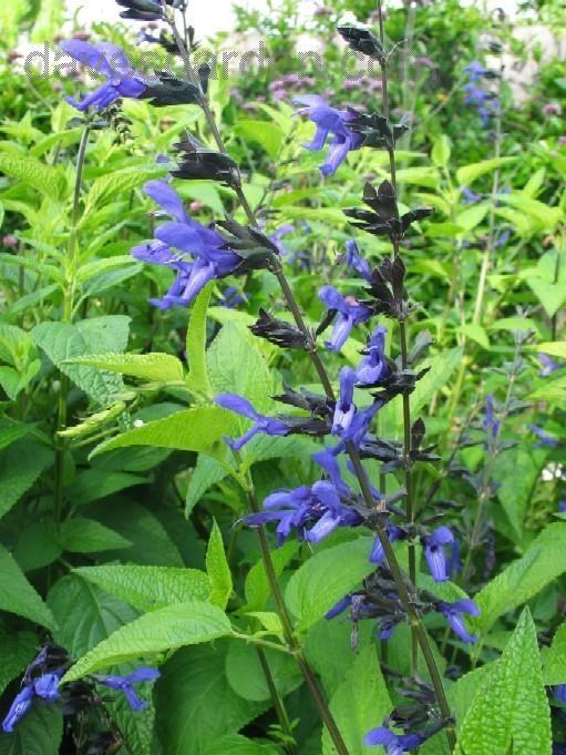 Photo of Anise-Scented Sage (Salvia coerulea 'Black and Blue') uploaded by Calif_Sue
