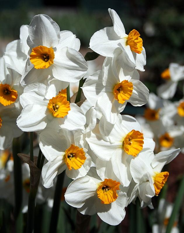 Photo of Daffodils (Narcissus) uploaded by Calif_Sue