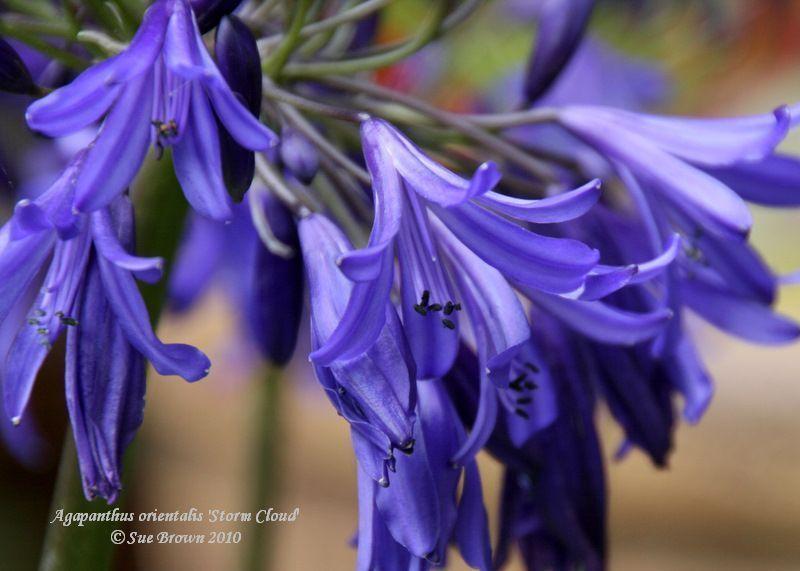 Photo of Lily of the Nile (Agapanthus 'Storm Cloud') uploaded by Calif_Sue