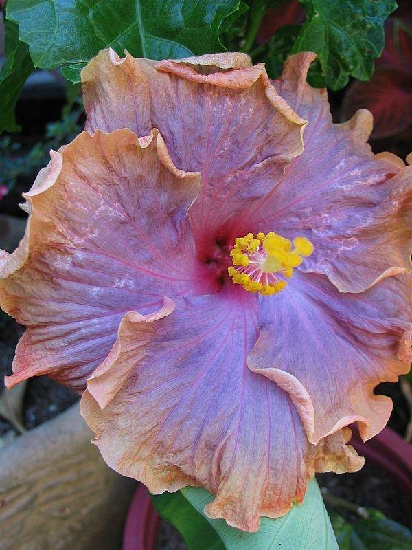 Photo of Tropical Hibiscus (Hibiscus rosa-sinensis 'Gator Pride') uploaded by Calif_Sue