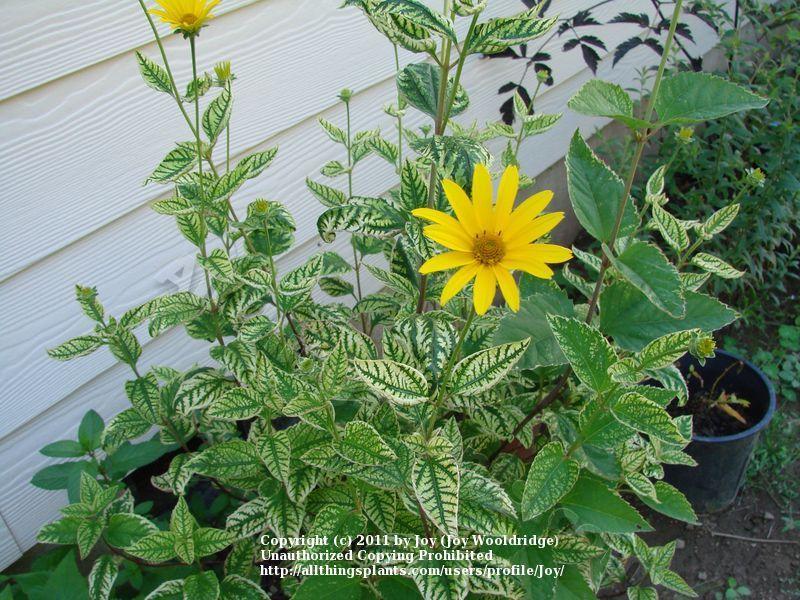 Photo of False Sunflower (Heliopsis helianthoides var. scabra Loraine Sunshine) uploaded by Joy