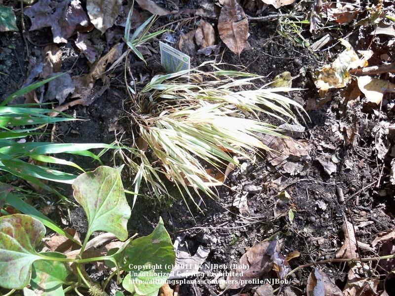 Photo of Japanese Forest Grass (Hakonechloa macra Fubuki™) uploaded by NJBob