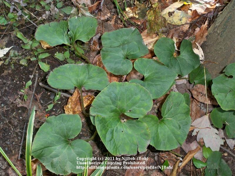 Photo of Wild Ginger (Asarum canadense) uploaded by NJBob
