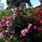 Location: In my garden Shrub rose section