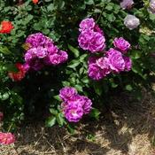 Location: In my garden Violet roses