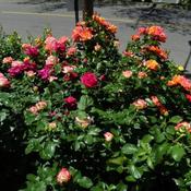 Location: In my garden Different shrub roses in bloom