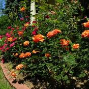 Location: In my garden porchside rosebed