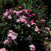 Location: In my garden Mostly pink roses