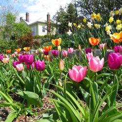 Location: In my garden 
Early tulips blooming