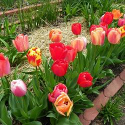 Location: In my garden 
Mixed Darwin tulips
