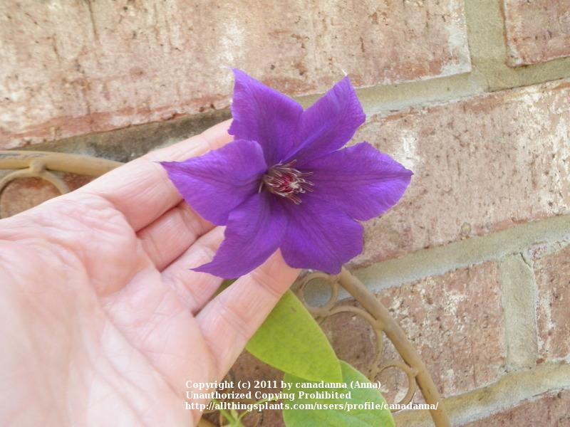 Photo of Clematis 'Semu' uploaded by canadanna