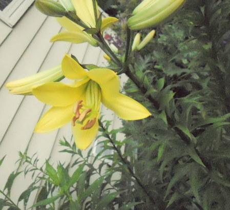 Photo of Lily (Lilium 'High Stakes') uploaded by ge1836