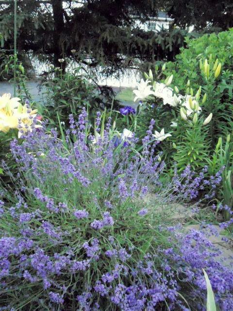 Photo of English Lavender (Lavandula angustifolia 'Munstead') uploaded by ge1836