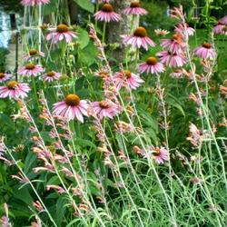 Location: Sun Garden Pittsford NY
Date: 2010-07-06
Apache Sunset blends well with Cone flowers