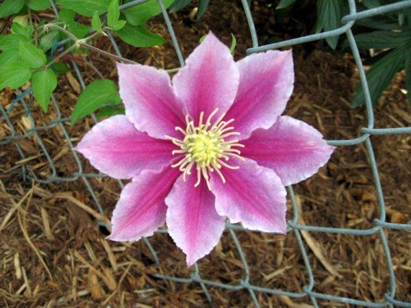 Photo of Clematis 'Piilu' uploaded by goldfinch4