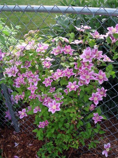 Photo of Clematis 'Piilu' uploaded by goldfinch4