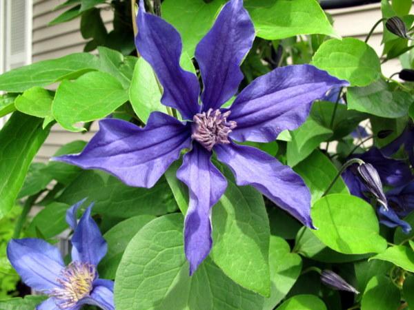 Photo of Clematis Sapphire Indigo™ uploaded by goldfinch4