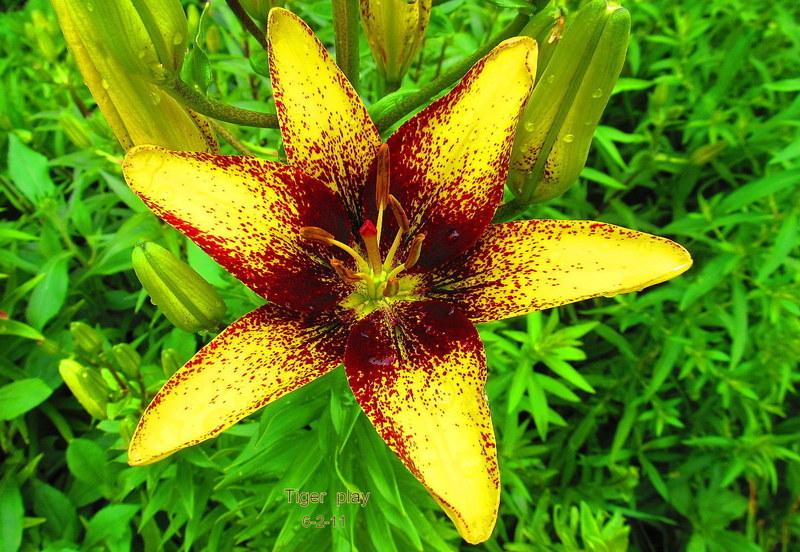 Photo of Lily (Lilium 'Tigerplay') uploaded by jmorth