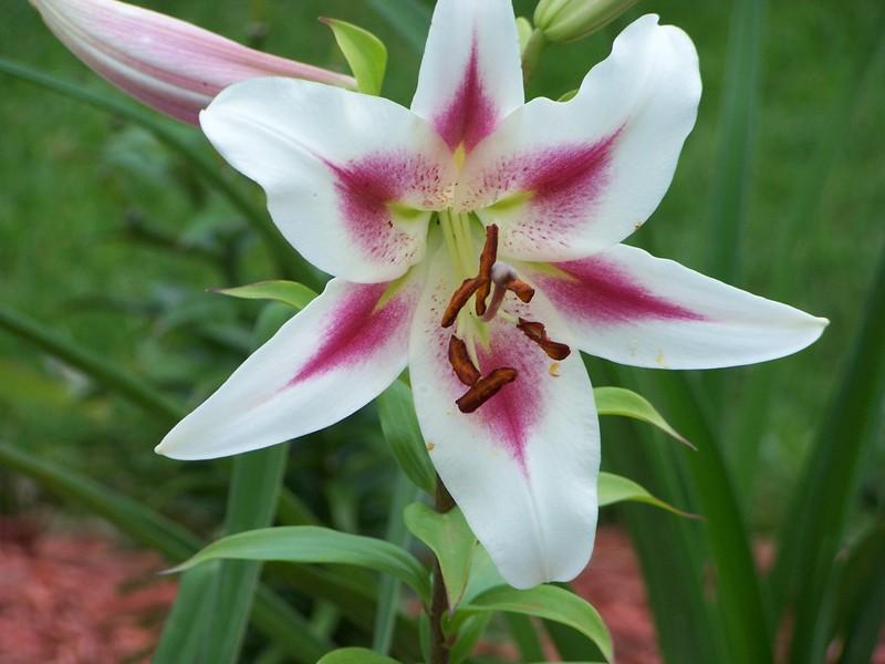Photo of Lily (Lilium 'Nymph') uploaded by mattsmom
